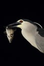 Kwak, Black-crowned Night Heron, Nycticorax nycticorax Royalty Free Stock Photo