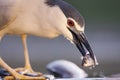 Kwak, Black-crowned Night Heron, Nycticorax nycticorax Royalty Free Stock Photo