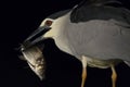 Kwak, Black-crowned Night Heron, Nycticorax nycticorax Royalty Free Stock Photo