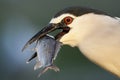 Kwak, Black-crowned Night Heron, Nycticorax nycticorax Royalty Free Stock Photo