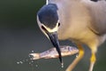 Kwak, Black-crowned Night Heron, Nycticorax nycticorax Royalty Free Stock Photo