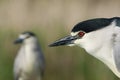 Kwak, Black-crowned Night Heron, Nycticorax nycticorax Royalty Free Stock Photo