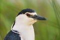 Kwak, Black-crowned Night Heron, Nycticorax nycticorax Royalty Free Stock Photo