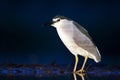 Kwak, Black-crowned Night Heron, Nycticorax nycticorax