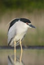 Kwak, Black-crowned Night Heron, Nycticorax nycticorax Royalty Free Stock Photo