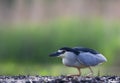 Kwak, Nycticorax nycticorax, Black-crowned Night Heron Royalty Free Stock Photo