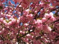 Kwanzan Cherry Blossoms in April