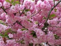 Kwanzan Cherry Blossoms in Washington DC