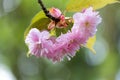 Kwanzan Cherry Bossom Flowers Macro