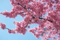 Kwanzan Cherry tree bloom against blue sky