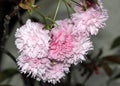 Kwanzan Flowering Cherry, Prunus serrulata `Kwanzan`