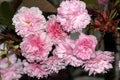 Kwanzan Flowering Cherry, Prunus serrulata `Kwanzan`