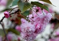 Kwanzan Flowering Cherry, Prunus serrulata `Kwanzan`