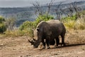 kwazulu natal Rhino 's just woken up
