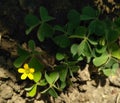 Yellow cute flower plant