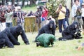 Kwita Izina ceremony Royalty Free Stock Photo