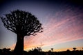 Kwiver Tree silhouette Royalty Free Stock Photo