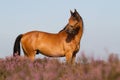 KWPN horse in the Dutch heathland Royalty Free Stock Photo