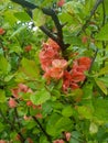 Kyiv Botanic Garden in May, Blossoming chaenomeles