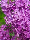 Kyiv Botanic Garden in May, lilac blossom Royalty Free Stock Photo