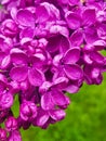 Kyiv Botanic Garden in May, lilac blossom macro Royalty Free Stock Photo