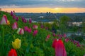 Kyiv city top view from park Slavy with tulips