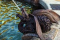 Close-up view of scenic bronze sculpture of dragon. Decoration of new fountain
