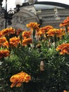 Orange flowers in front of the Kyiv Opera House