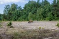 Kyiv- September 2019 Man riding a yellow quad ATV all terrain vehicle on a sandy forest. Extreme sport motion, adventure, tourist