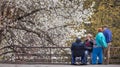 Blossom magnolia garden