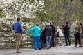 Blossom magnolia garden