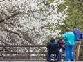 Blossom magnolia garden