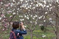 Blossom magnolia garden