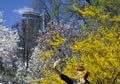 A woman makes selfie a smartphone in a blooming yellow forsythia