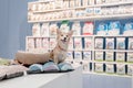 KYIV, UKRAINE - 08.16.2020 Dog wait a pet owner for shop a pet food Dog, Cat and other on pet goods shelf in pet shop. Royalty Free Stock Photo