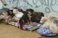 Kyiv Ukraine 06 January 2018: homeless dogs on the street