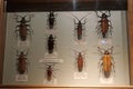 Collection of rare beetles from different countries at Expo Center