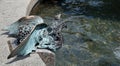 Fountain with dragons in the park \