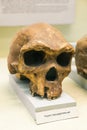 KYIV, UKRAINE - JUNE 16, 2018: National Museum of Natural Sciences of Ukraine. Anthropology ancestor, caveman, homo erectus.