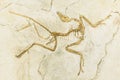 KYIV, UKRAINE - JUNE 16, 2018: National Museum of Natural Sciences of Ukraine. Archaeopteryx fossil jurassic bones, prehistoric Royalty Free Stock Photo