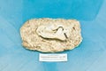 KYIV, UKRAINE - JUNE 16, 2018: National Museum of Natural Sciences of Ukraine. Fossil dinosaur skeleton in museum. Paleontology