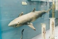 KYIV, UKRAINE - JUNE 16, 2018: National Museum of Natural Sciences of Ukraine. Shark specimen, exhibit Royalty Free Stock Photo