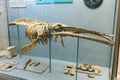 KYIV, UKRAINE - JUNE 16, 2018: National Museum of Natural Sciences of Ukraine. Fossil age sea animal, archaeology bones