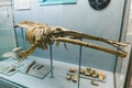 KYIV, UKRAINE - JUNE 16, 2018: National Museum of Natural Sciences of Ukraine. Fossil age sea animal, archaeology bones