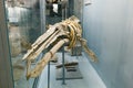 KYIV, UKRAINE - JUNE 16, 2018: National Museum of Natural Sciences of Ukraine. Fossil prehistoric sea jura animal in museum.