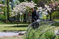 A father with a child steps over the barbed wire fence at the entrance to the sakura alley