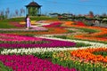 A huge field of bright, blooming tulips in the city park