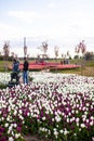 Kyiv, Ukraine - May 14, 2021: People walk in a beautiful, beautiful field with tulips