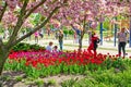 Spring day with blooming tulips and sakura