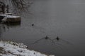 Kyiv, Ukraine. November 23, 2023: Ducks swim in a winter lake